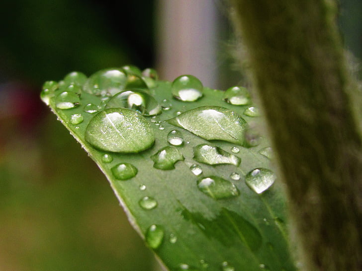 water, droplets, leaf, rain, macro