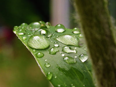 물, 작은 물방울, 잎, 비, 매크로