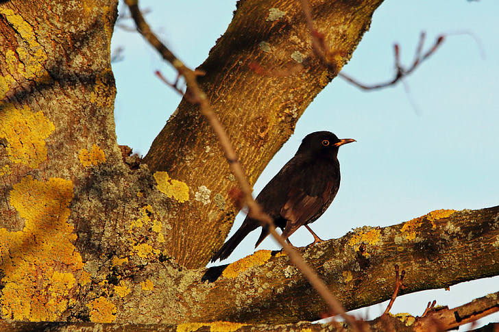 Blackbird, Songbird, ptak, Natura, czarny, zimowe, upierzenie