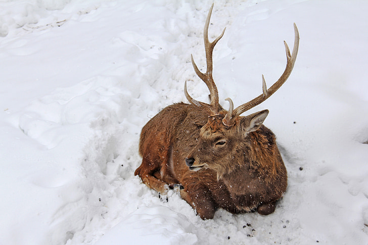 stag, animal, deer, ezo deer, winter, cold, snow