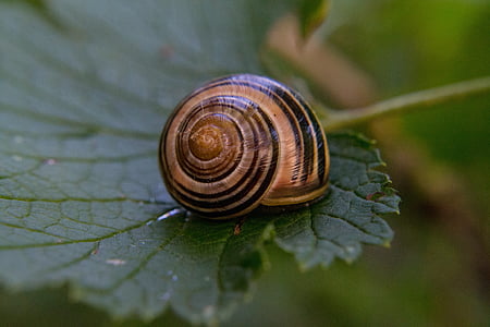 shell, leaf, close, spiral
