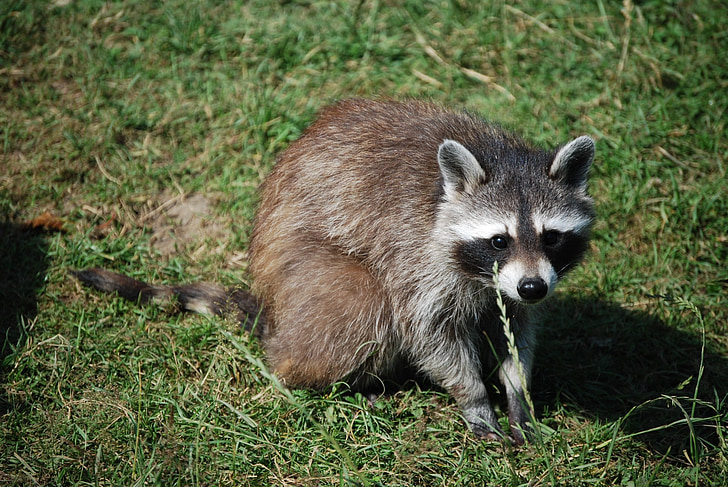 raccoon, cute, wildlife park