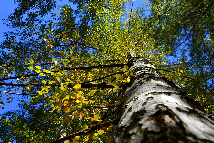 autunno, foglie, albero, betulla, caduta, giallo, foglie di autunno