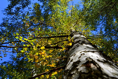 podzim, listy, strom, bříza, na podzim, žlutá, podzimní listí