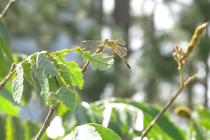 Dragonfly, Příroda, hmyz