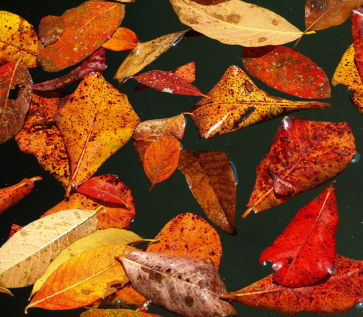 jesen, lišće, jesen lišće, boje jeseni, vode, ribnjak, bazeni