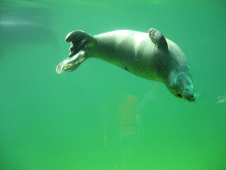 Seal, Robbe, havet, dyr, Nordsøen, vand væsen, svømme
