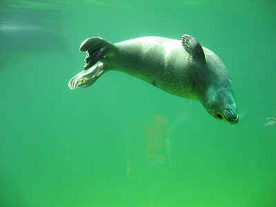 seal, robbe, sea, animals, north sea, water creature, swim