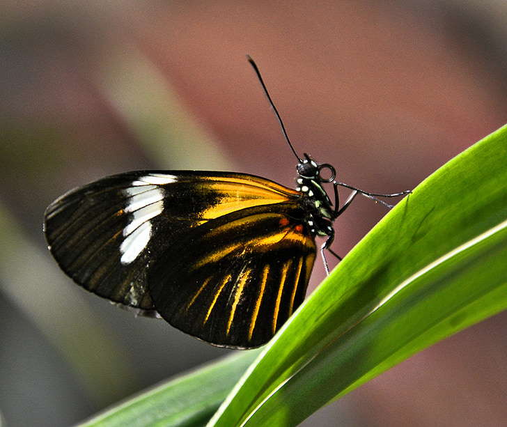 vlinder, zwart geel wit, sluiten