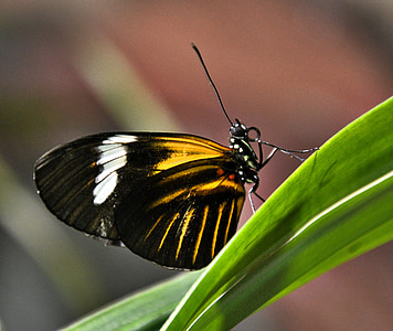 butterfly, black yellow white, close