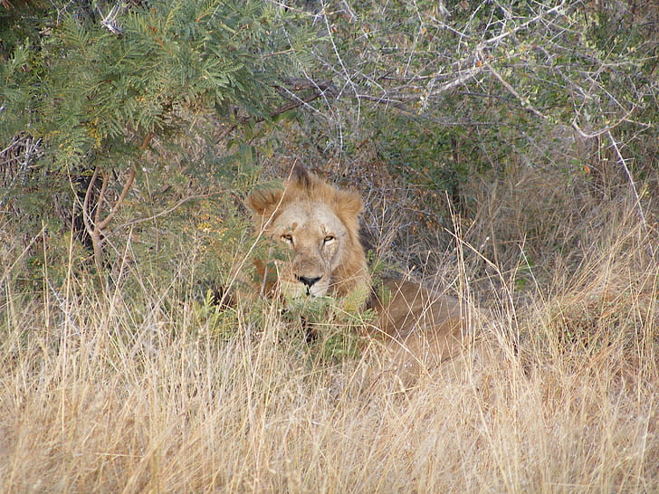 Lion, Safari, l’Afrique, Predator, sauvage, savane, chat
