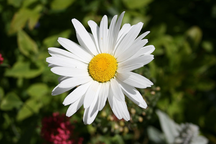 Daisy, Gänseblümchen, Blumen, attraktive, Garten, Pflanzen, weiß