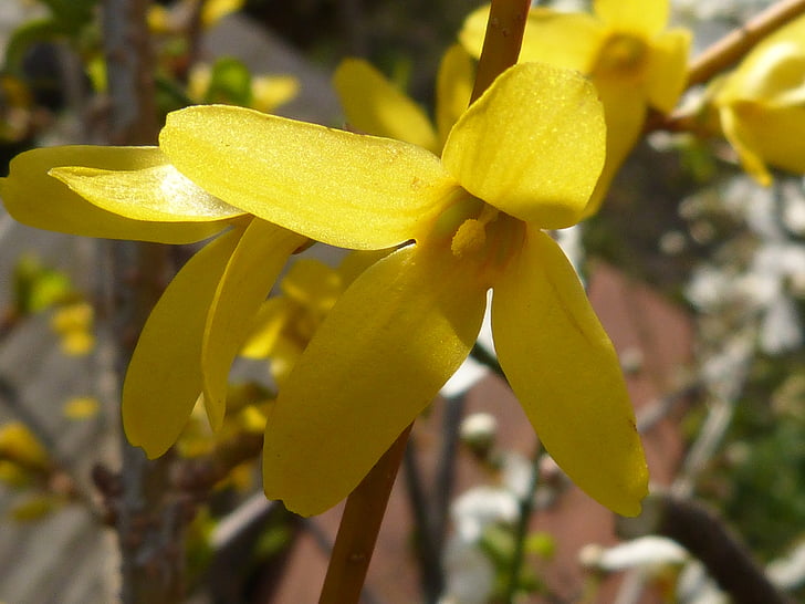 Forsythia, giallo, macro, Blossom, Bloom, fiore, natura