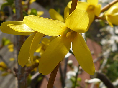 Forsythia, amarillo, macro, flor, floración, flor, naturaleza