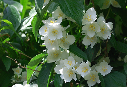 Syringa vulgaris, Mô hình cam, Hoa, cây bụi, cận cảnh, nước hoa, trắng