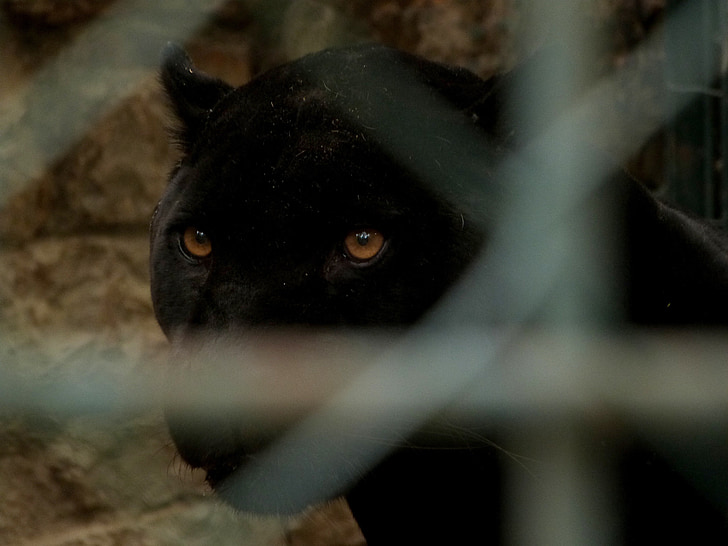 big cat, panther, looking, eye, zoo, cage, caged