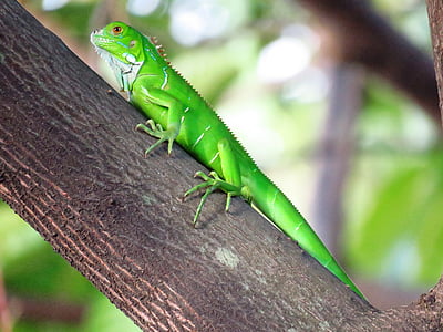 Camaleão, verde, galho de árvore, lagarto