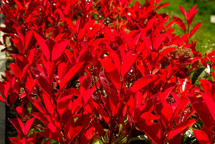 plant, photinia, shrub, red leaves, hedge