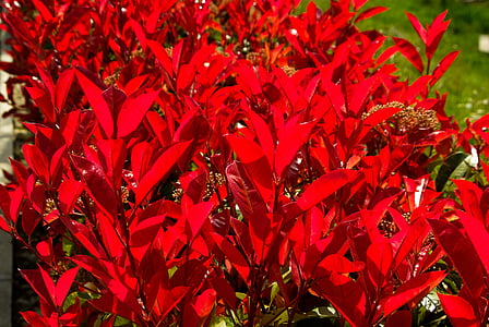 plant, Photinia, struik, rode bladeren, hedge