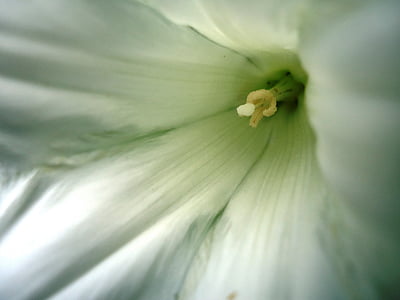 Hoa, Hoa, trắng, vĩ mô, phóng to, độ tinh khiết, nhụy hoa