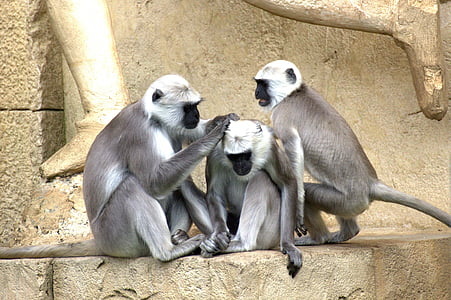 tre, bianco, marrone, scimmie, In alto, calcestruzzo, struttura