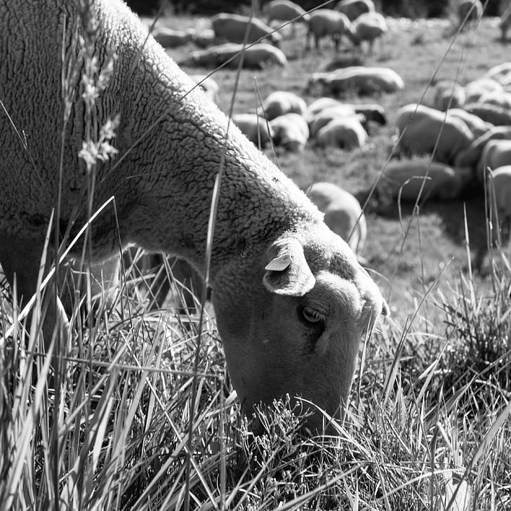 ovelhas, pastar, comer, ao ar livre, natureza, pecuária, rebanho de ovelhas