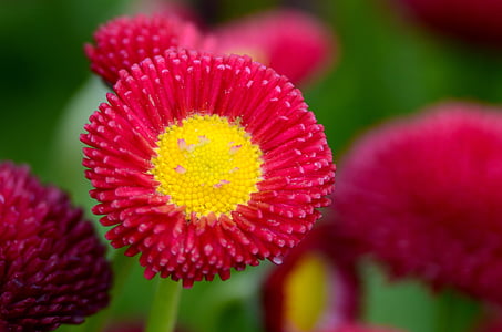 bloem, Daisy, rood, geel, natuur, plant, zomer