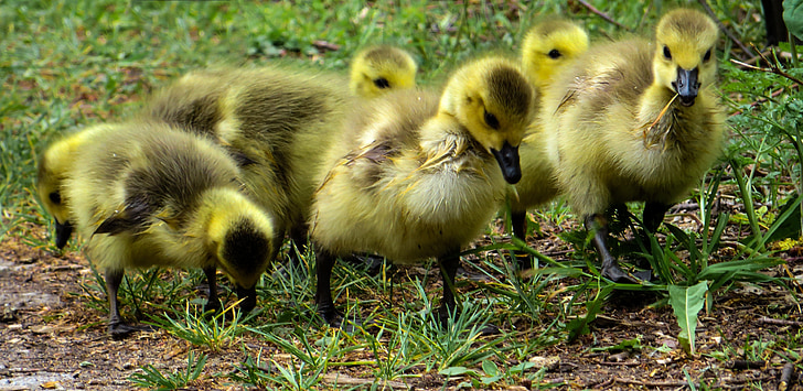 april, chicks, boy, geese, children's group, spring, cute