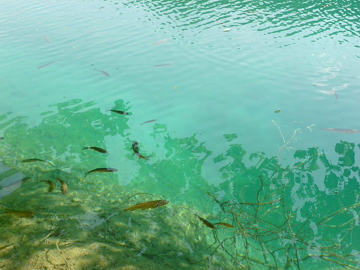 pescado, Lago, naturaleza, azul, verde, agua dulce, horizontal