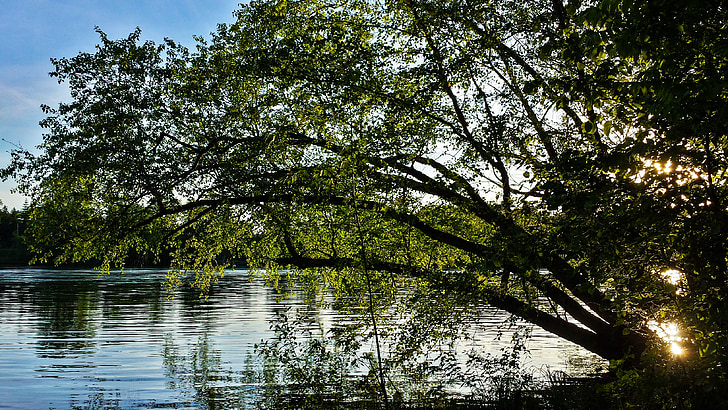 drzewo, zachód słońca, woda reflection, Natura, naturalne, Latem, światło słoneczne