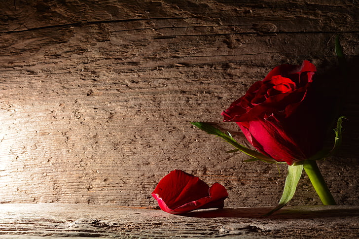 mawar merah, rosenblatt, kayu, latar belakang