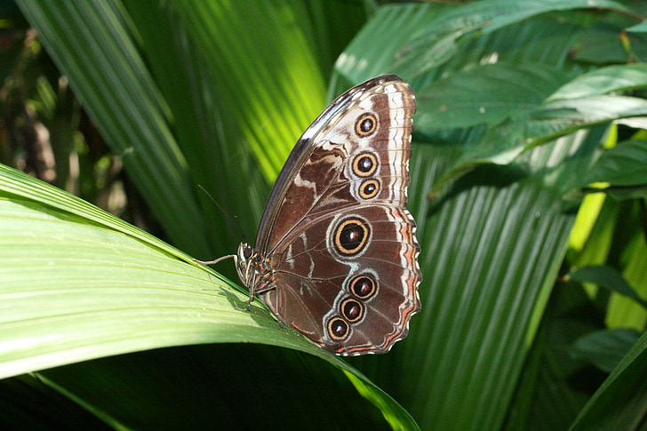пеперуда, насекоми, лети, дива природа, Криле, модел, символ