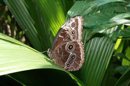 mariposa, insectos, volar, flora y fauna, alas, patrón de, símbolo