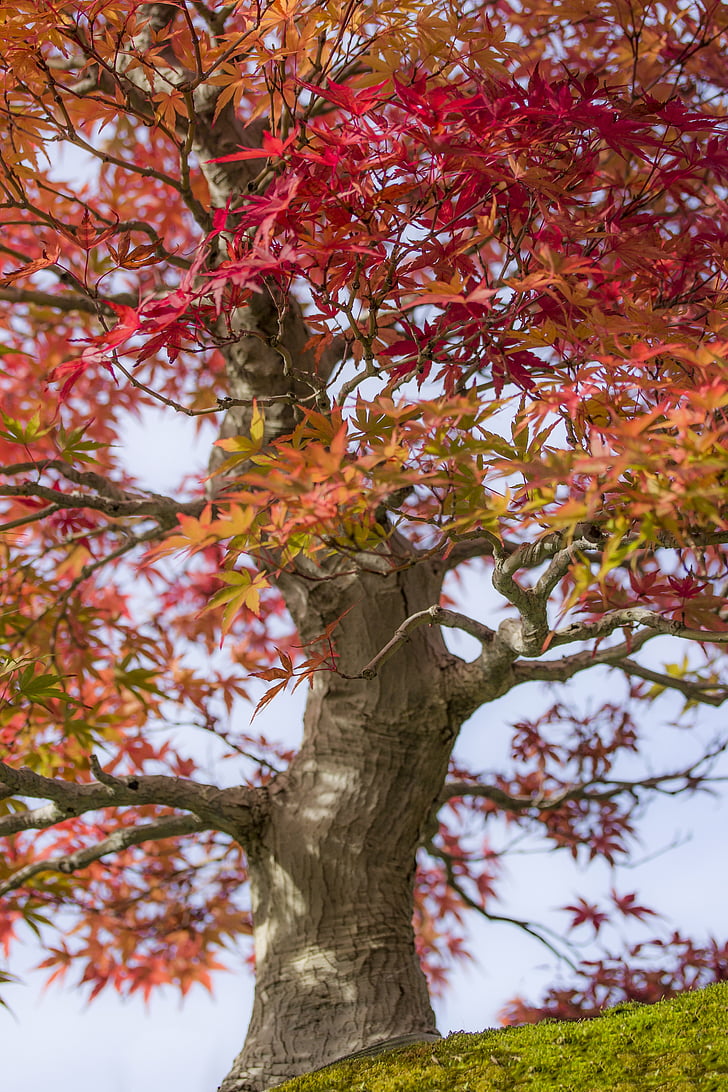 Bonsai, Maple, bordo do Japão, Acer palmatum, madeira, natureza, jardim Japão