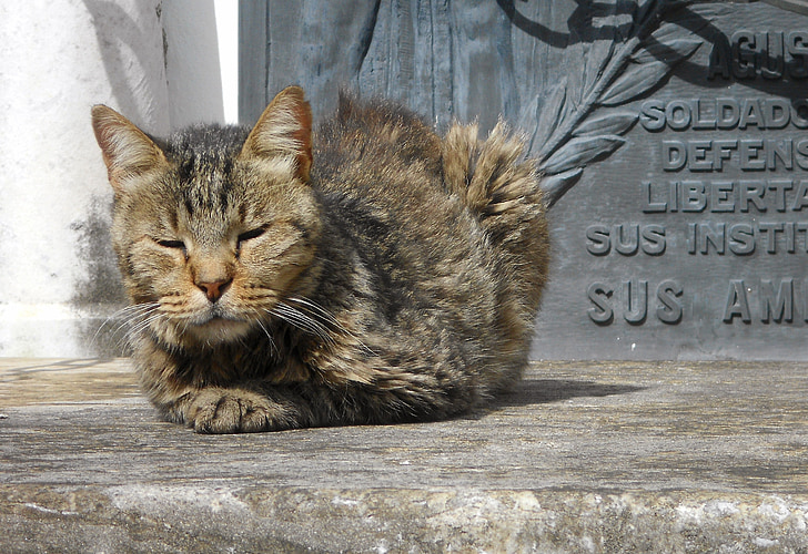 猫, 墓地, 平和, 眠っています。, 日当たりの良い, ネコ科の動物, 野生