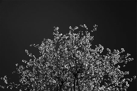grayscale, photo, tree, blossoms, black and white, no people, night