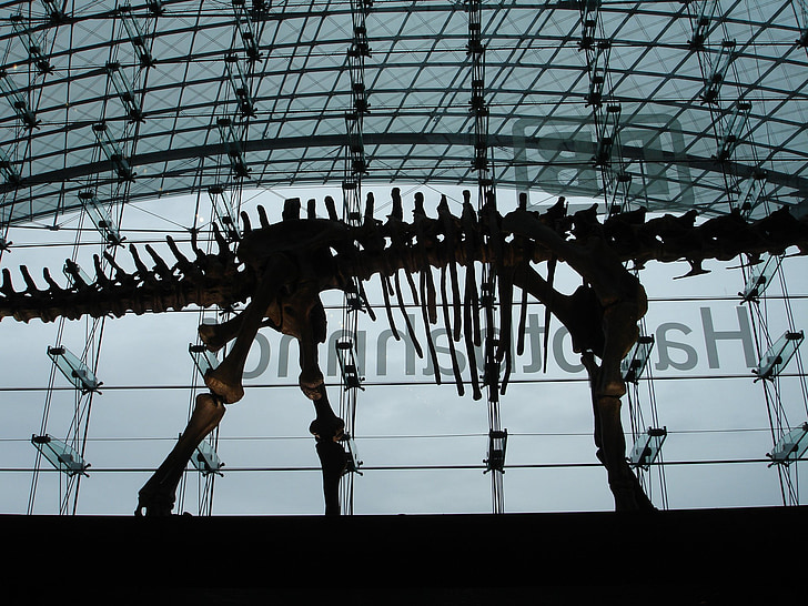 railway station, concourse, berlin, dinosaur, dinosaur skeleton, skeleton, back light
