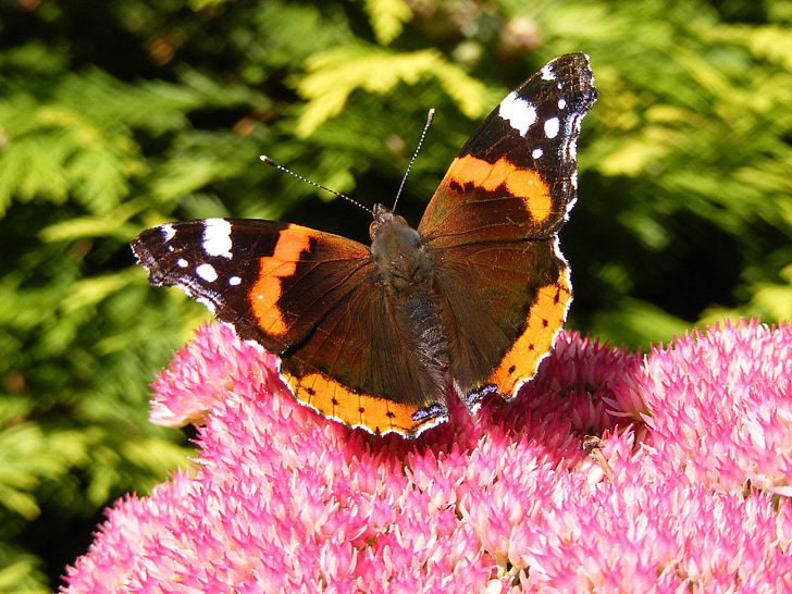 sommerfugl, insekt, blomst, makro, natur