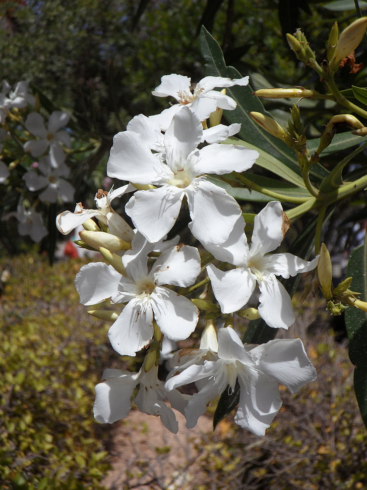 Oleander, valkoinen kukka, Blossom, Bloom, kukka, valkoinen, Bush