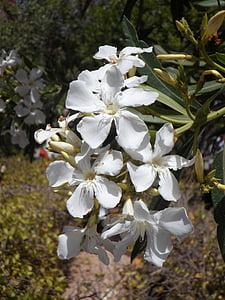 Oleander, vit blomma, Blossom, Bloom, blomma, vit, Bush