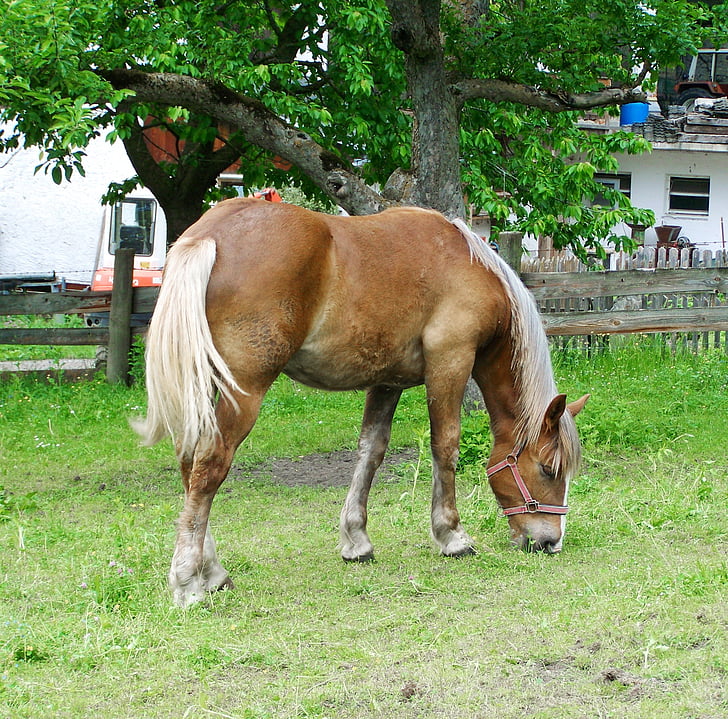brun häst, betande häst, djur