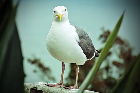 seagull, nature, close, bird, animals, seevogel