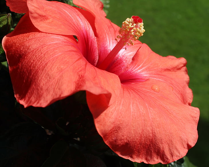 Hibiscus, Malva, flor, floración, rojo, Pistilo, brillo