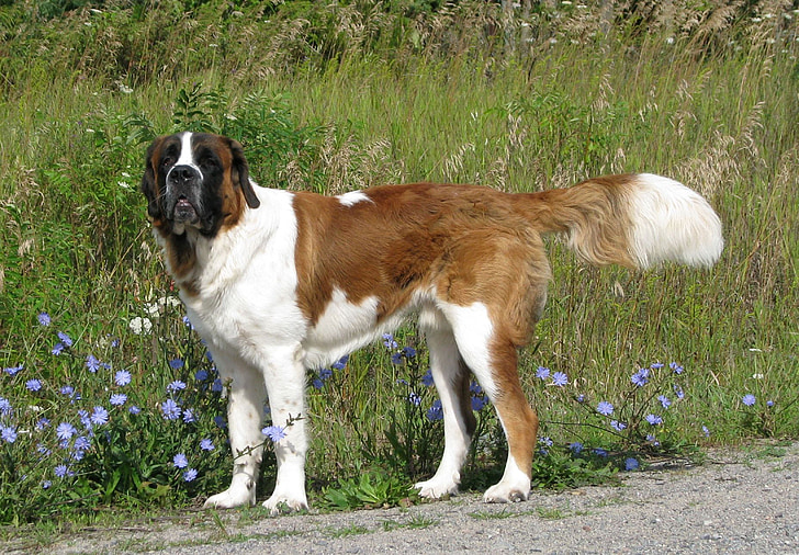 Haushund, Canis familiaris, Saint bernard, St-bernard, größte Hunderasse, marlbank, Ontario