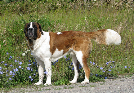 belföldi kutya, Canis familiaris, bernáthegyi, St bernard, legnagyobb kutyafajta, Marlbank, Ontario