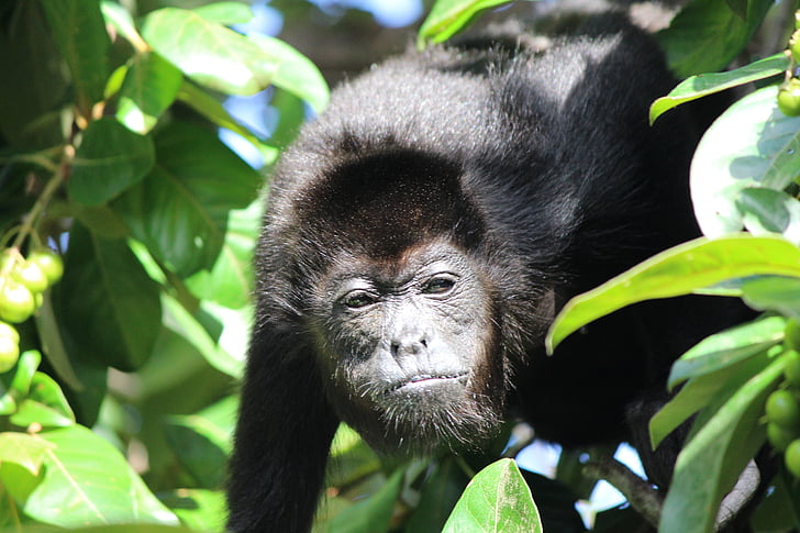 opice, kiks, muž, zvíře, džungle, Costa, Rica