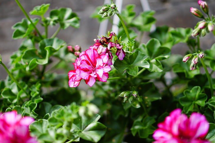 Rosa, blommor, Geranium, Anläggningen, våren, naturen, Stäng