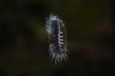 Caterpillar, natura, mondo animale, biologia, insetto