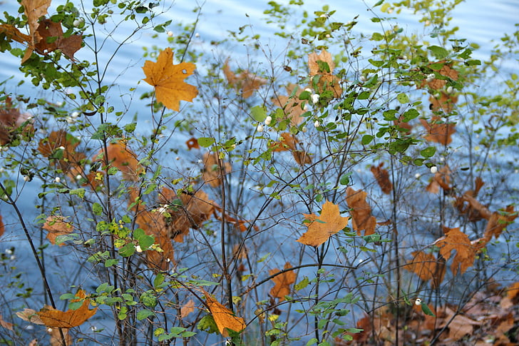 autumn, bush, leaves, water