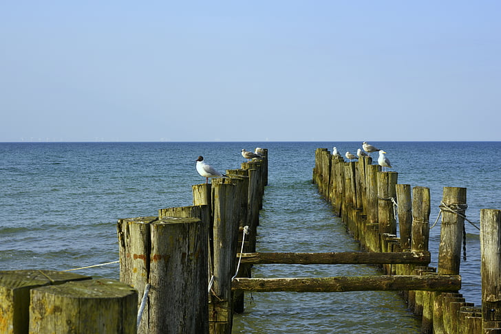 baltic sea, beach, zingst, water, gull, coast, sea
